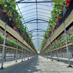 おさぜん農園