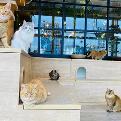 ソラネコカフェ