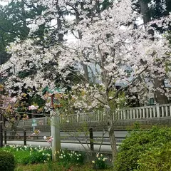 彌彦神社桜苑