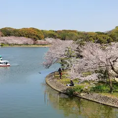 明石公園剛の池