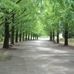 メタセコイアの並木道