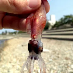 八重津浜海水浴場