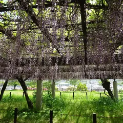 吉祥寺公園