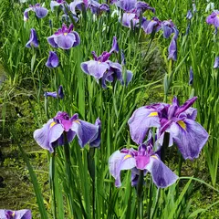 柳生花しょうぶ園