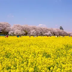 権現堂堤