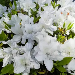 西が丘