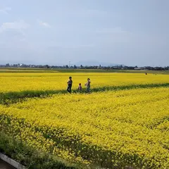 高岡オフィスパークの公園（菜の花フェスティバル会場）