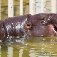 コビトカバ