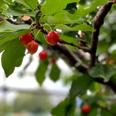 さくら農園