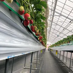 茅ヶ崎ナベヤ苺園