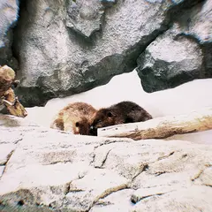 ニフレル