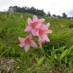ひめさゆり群生地