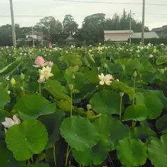 大木町