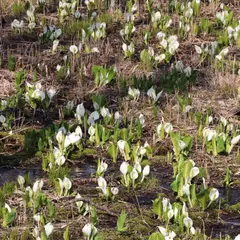 サロマ湖芭露の水芭蕉群生地