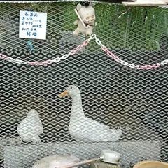 渋谷フラワー