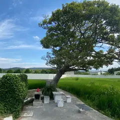 龍猫土地公