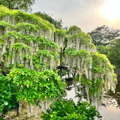 栃木県 足利フラワーパーク