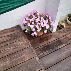 オーシャン ヴィラ ハニー