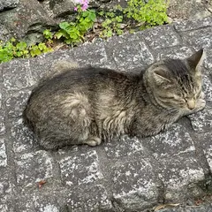 圓福寺