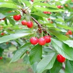 さくらん坊やの鈴木さくらんぼ園