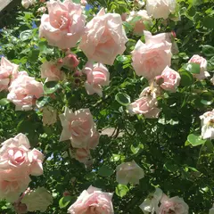 The Rose Garden of Provins
