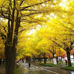 北海道大学 医学部保健学科/大学院保健科学院/大学院保健科学研究院