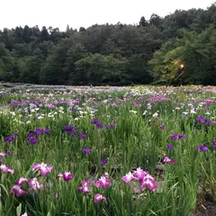 五十公野公園 あやめ園