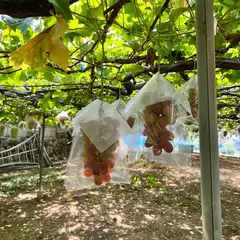 近藤農園