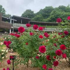 ぎふワールド・ローズガーデン（旧花フェスタ記念公園）