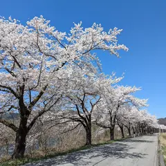 夏井の千本桜