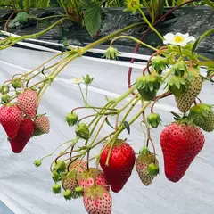 まるイチゴファーム
