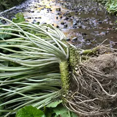 滝尻わさび園