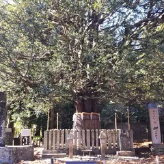 御神木 梛