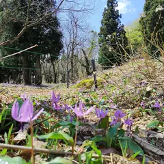 下田沢かたくり園