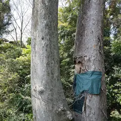 砥鹿神社のケヤキ