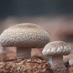 ㈲福田農園