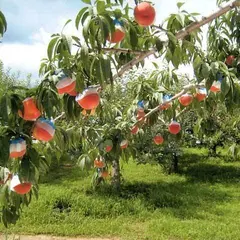見晴し園