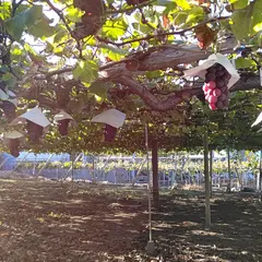 三枝農園