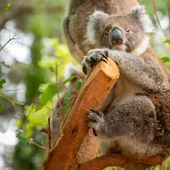 Kuradna Koala Garden（キュランダ・コアラガーデン）