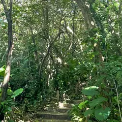米原のヤエヤマヤシ群落