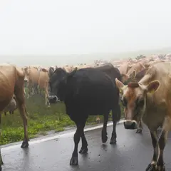 神津牧場