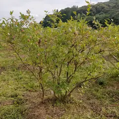 ぶるべりちゃんの畑