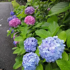 西鎌倉
