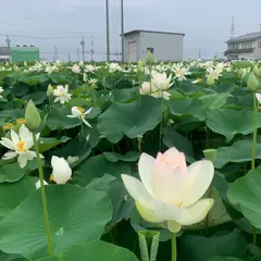 森川花はす田