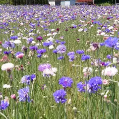 みんなの花畑