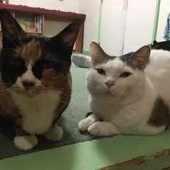 ふれあい猫カフェ ねこっ茶