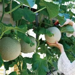蒲郡オレンジパーク