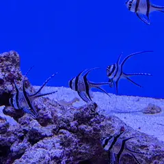 幼魚水族館