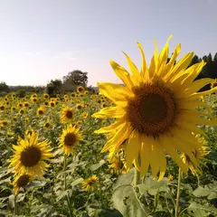 うきうき豊野ひまわり園