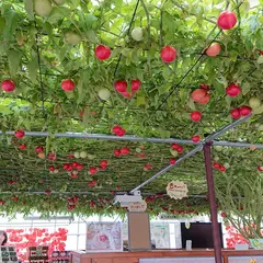 とまとの森